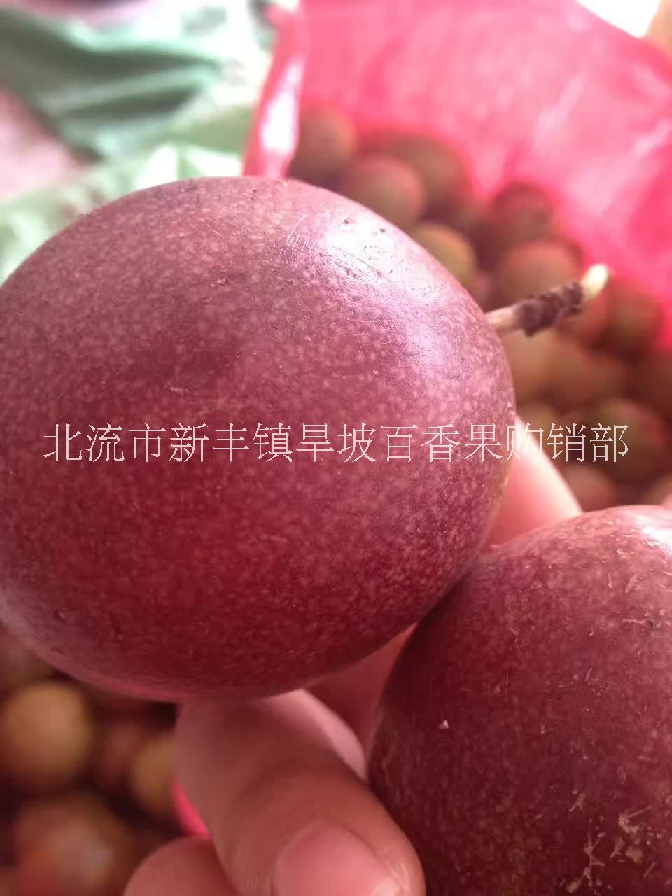 廣西百香果圖片/廣西百香果樣板圖 (3)