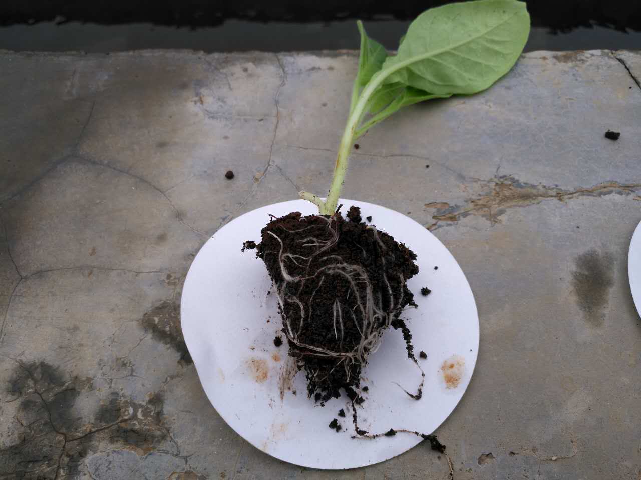 鶴壁市禾盛HB腐熟劑發(fā)酵快