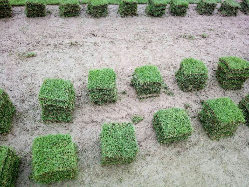 郴州草皮圖片/郴州草皮樣板圖 (2)