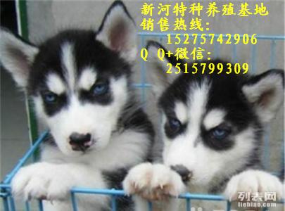 純種哈士奇犬圖片