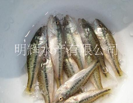 鱸魚苗圖片/鱸魚苗樣板圖 (2)