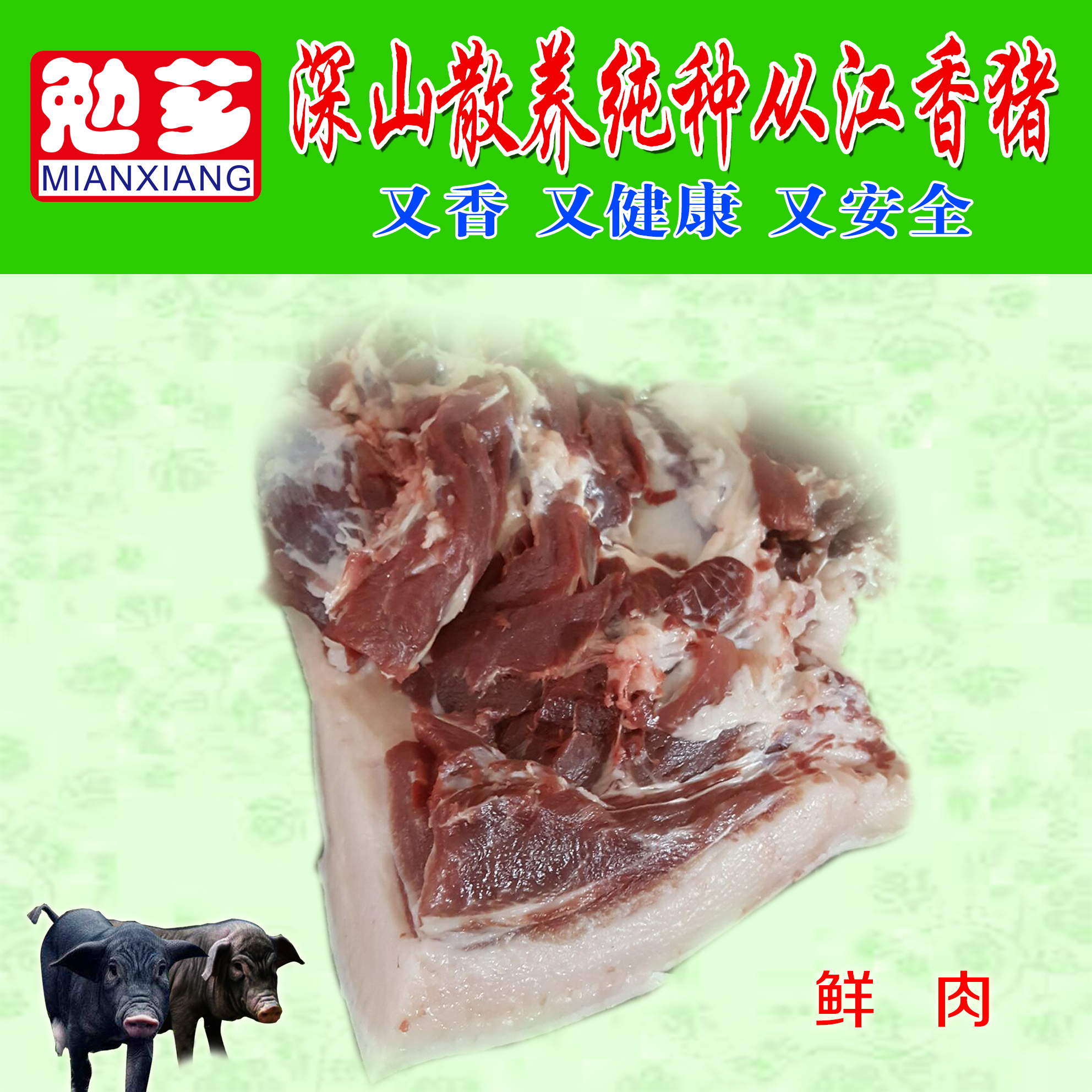 浙江香豬 報價圖片