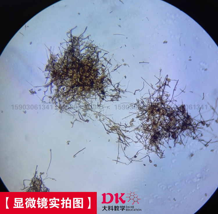 新乡市显微镜配件 生物切片 植物病理片厂家显微镜配件 生物切片 植物病理片