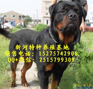 纯种罗威纳犬 罗威纳幼犬什么价格 那里有纯种的罗威纳犬那里有纯种