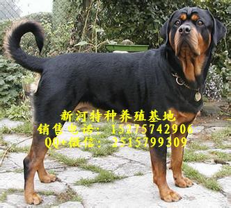 純種羅威納犬純種羅威納幼犬價(jià)格羅威納幼犬出售常年出售羅威納成犬幼犬那里的純種羅威納便宜雙血統(tǒng)羅威納幼犬