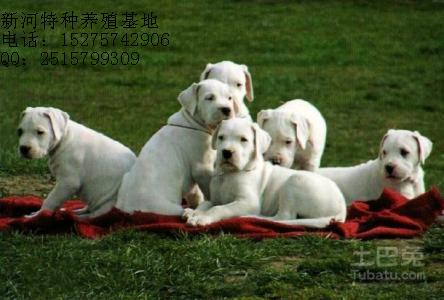 杜高犬图片