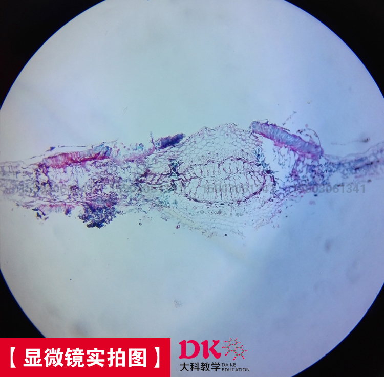 新乡市显微镜配件 生物切片 植物病理片厂家