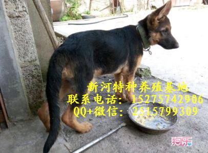 纯种牧羊犬纯种牧羊犬幼犬价格牧羊犬幼犬什么价位双血统纯种牧羊犬那里的纯种牧羊犬便宜常年供应纯种牧羊犬幼犬