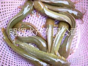 鯰魚(yú)苗圖片/鯰魚(yú)苗樣板圖 (2)