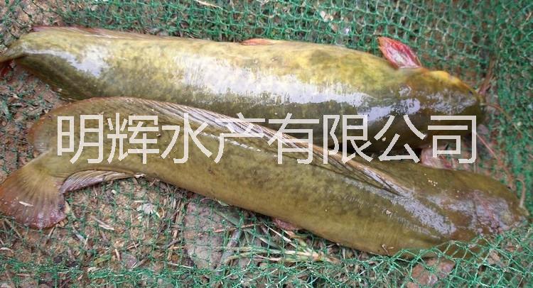 鯰魚(yú)苗圖片/鯰魚(yú)苗樣板圖 (3)