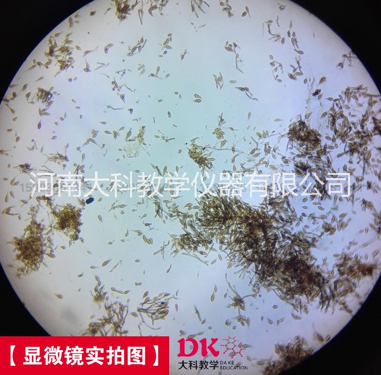 新乡市显微玻片 生物切片 植物病理片厂家