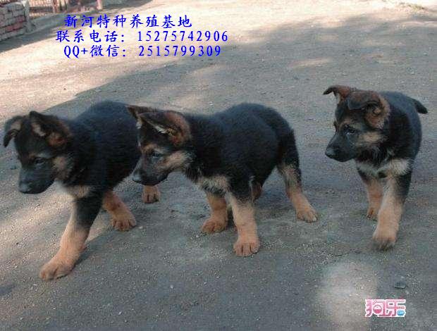 牧羊犬圖片