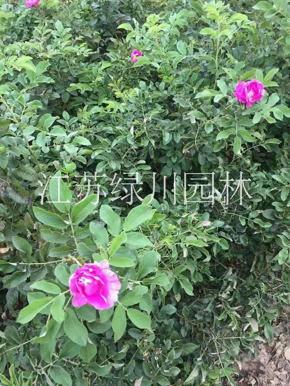 江苏四季玫瑰种植基地供应四季玫瑰种苗 浙江园林花木四季玫瑰 江苏种苗种植基地图片