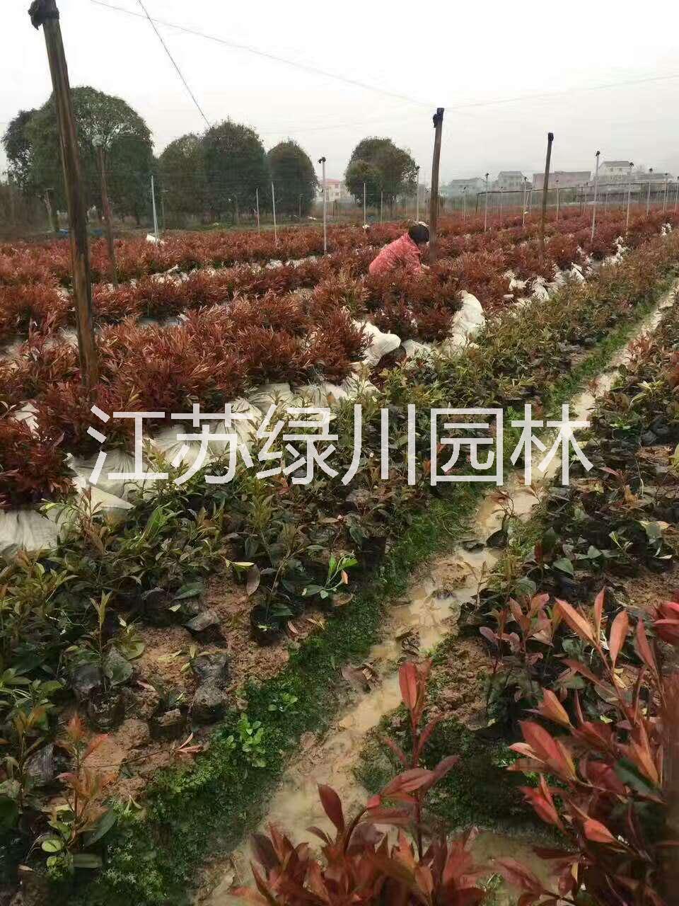 紅葉石楠圖片/紅葉石楠樣板圖 (1)