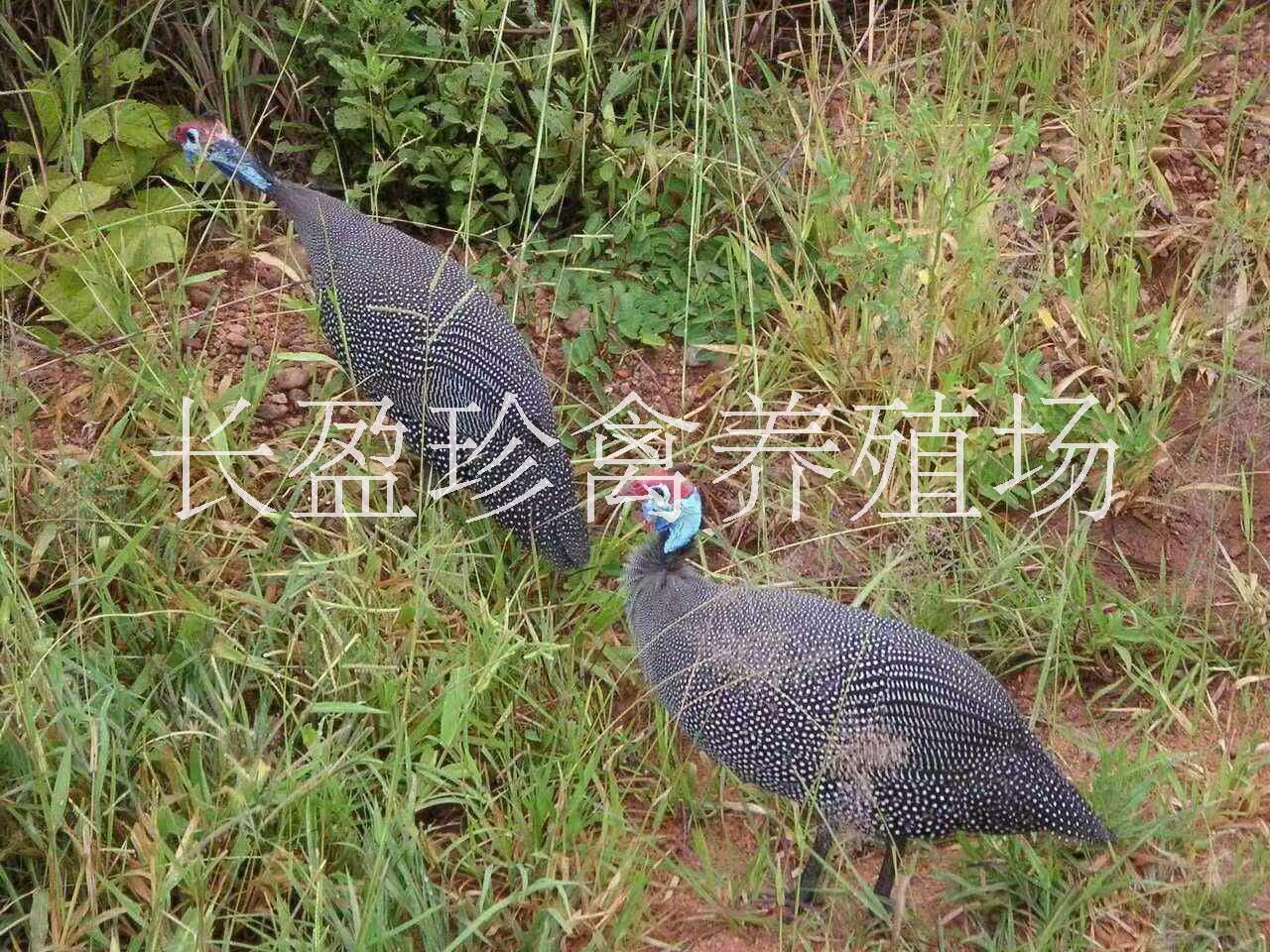 珍珠雞苗圖片/珍珠雞苗樣板圖 (4)