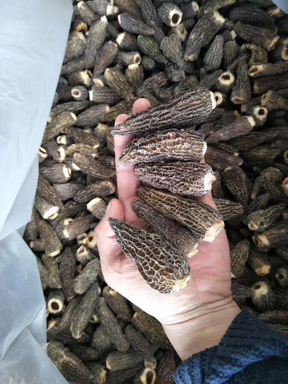 羊肚圖片/羊肚樣板圖 (3)