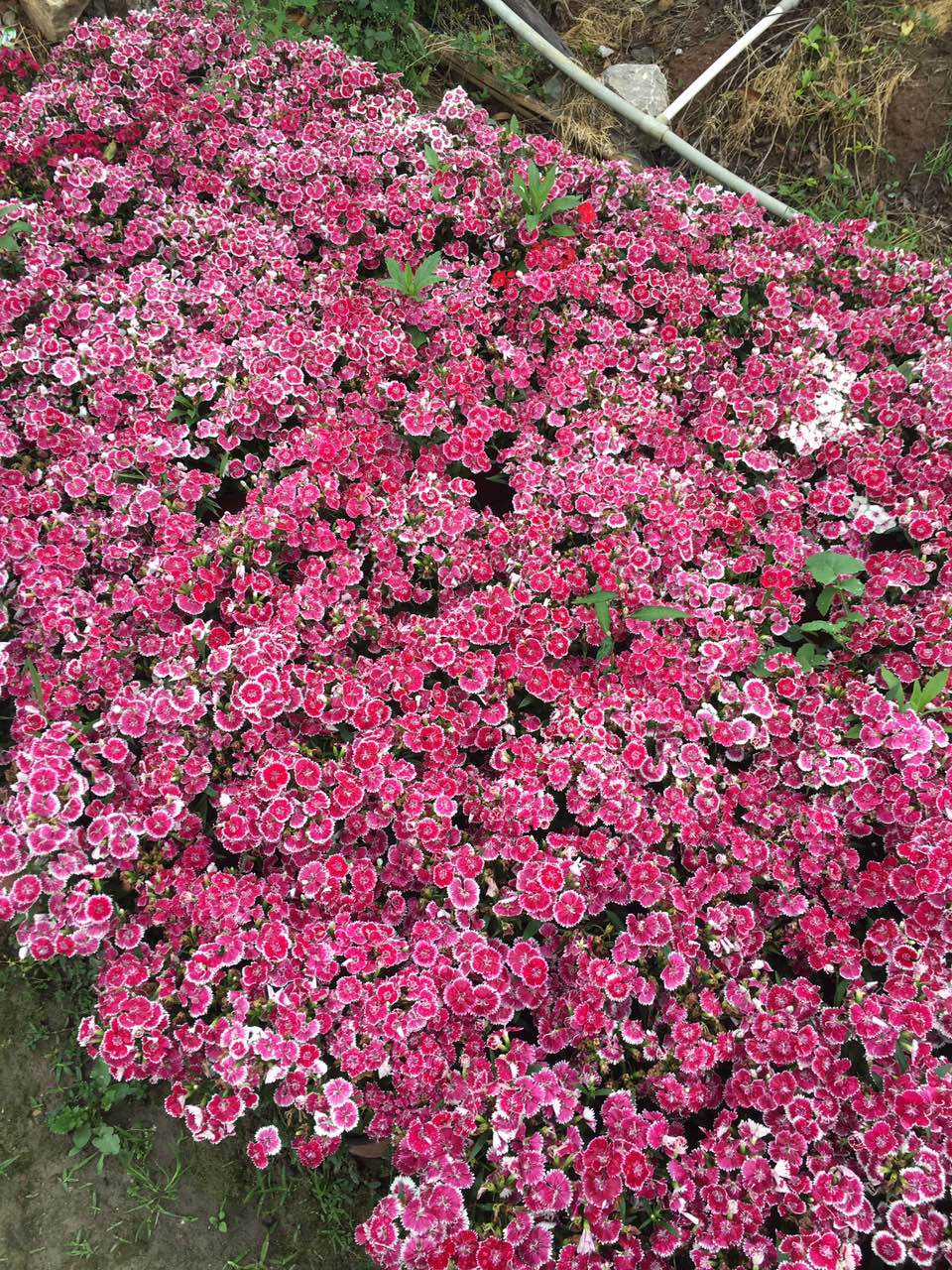 石竹花