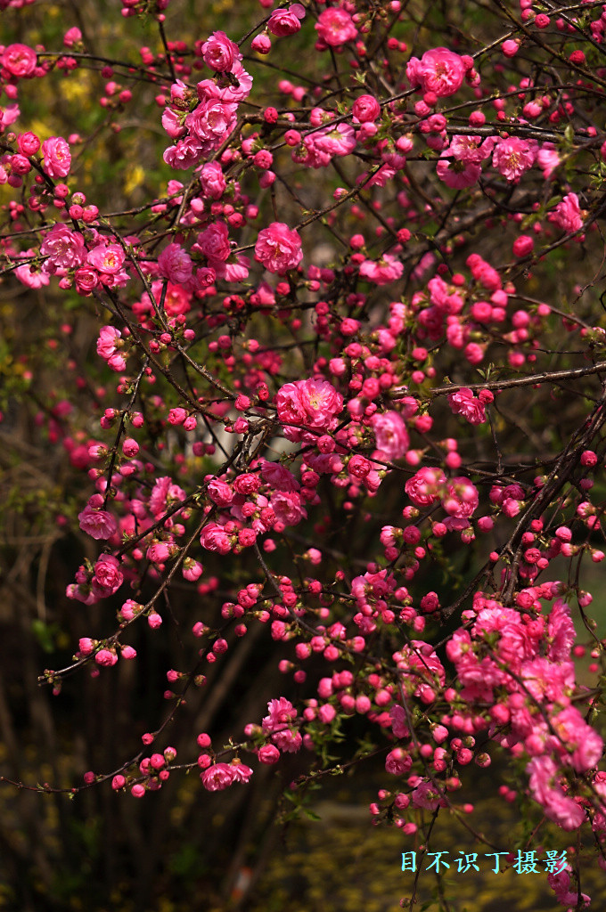 阜新市小桃红树厂家