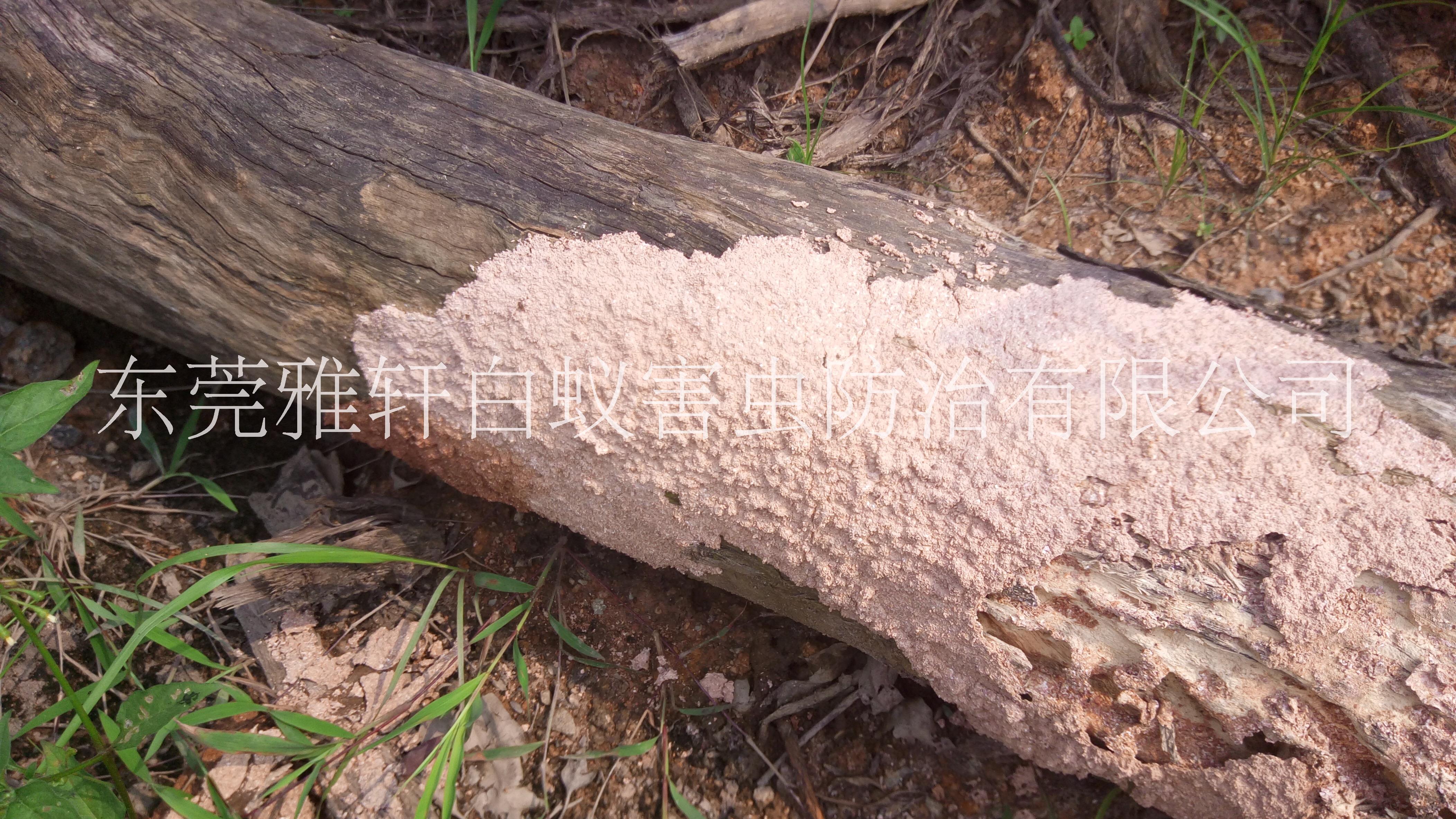 專業(yè)滅蟲滅白蟻滅鼠圖片/專業(yè)滅蟲滅白蟻滅鼠樣板圖 (1)