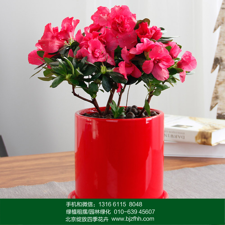 小杜鵑花圖片/小杜鵑花樣板圖 (1)