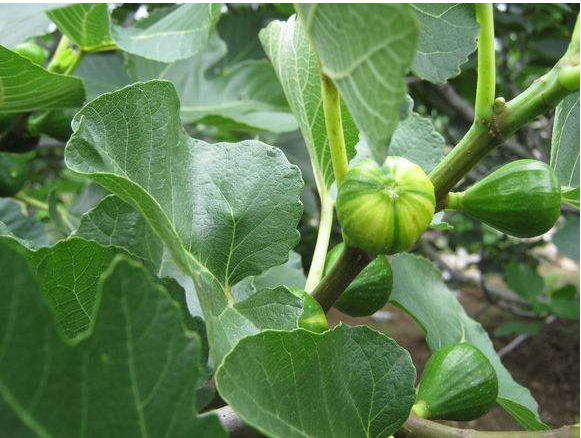 四川無花果苗批發(fā) 四川無花果苗種植基地 四川無花果苗供應商