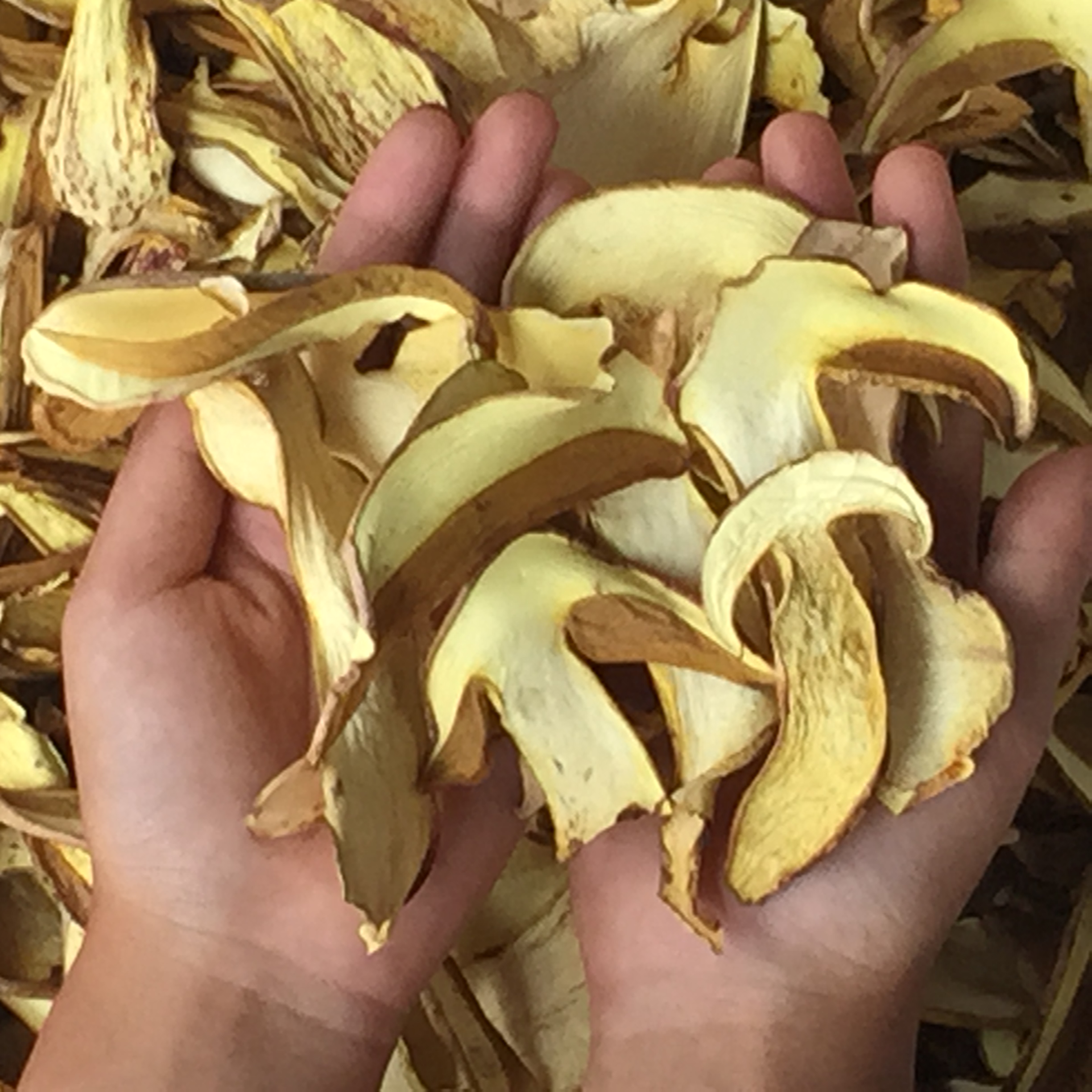 云南 白蔥菌 白蔥菌報(bào)價(jià) 白蔥菌批發(fā) 白蔥菌供應(yīng)商 白蔥菌哪里好