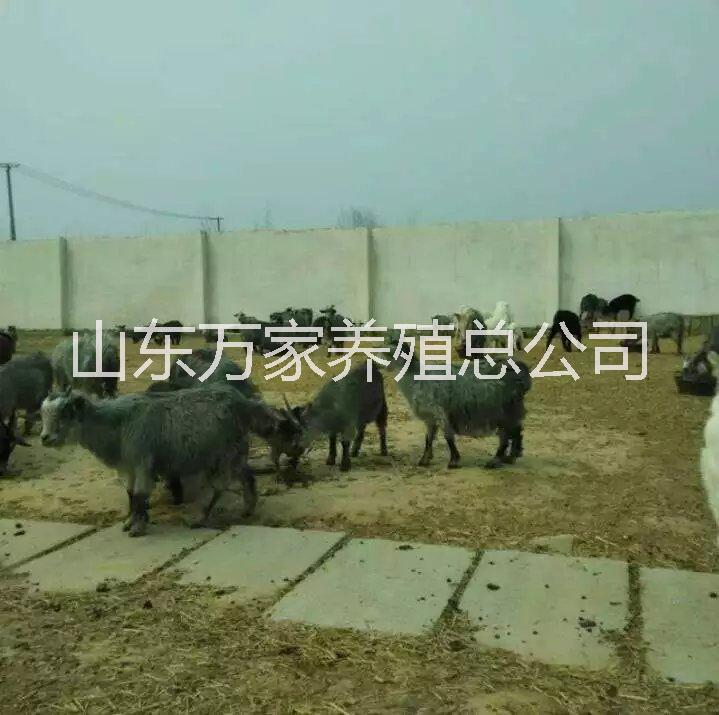 青山羊圖片/青山羊樣板圖 (4)