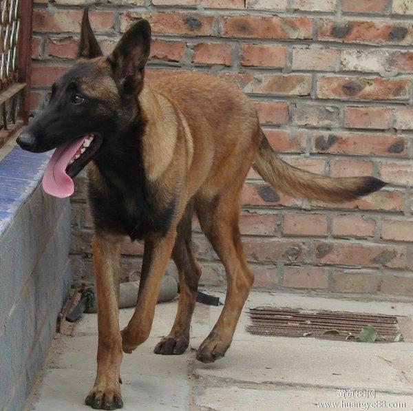 哪里賣的雙血統(tǒng)馬犬價格便宜