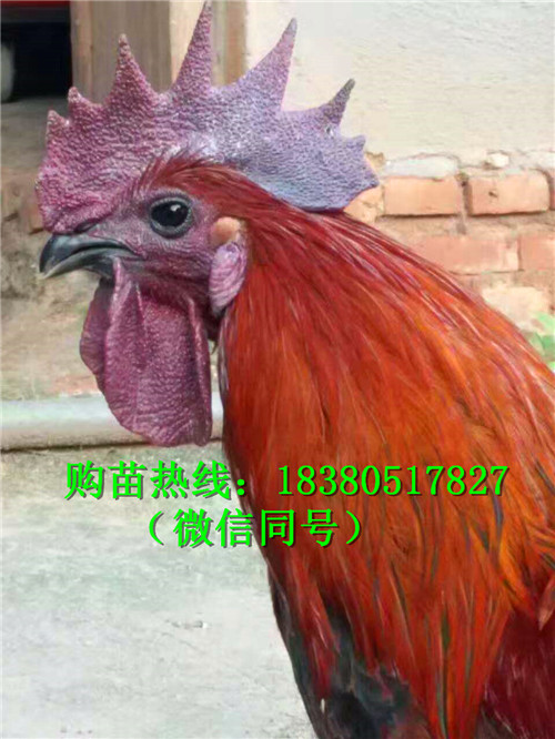 雞苗圖片/雞苗樣板圖 (1)
