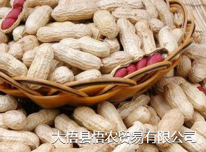 紅皮花生圖片/紅皮花生樣板圖 (4)
