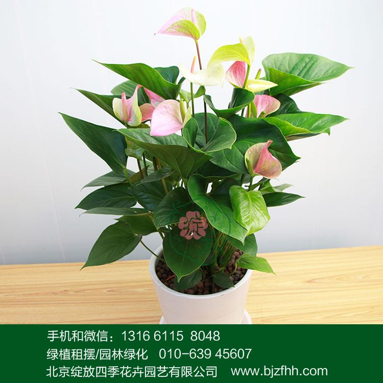 彩掌圖片/彩掌樣板圖 (1)