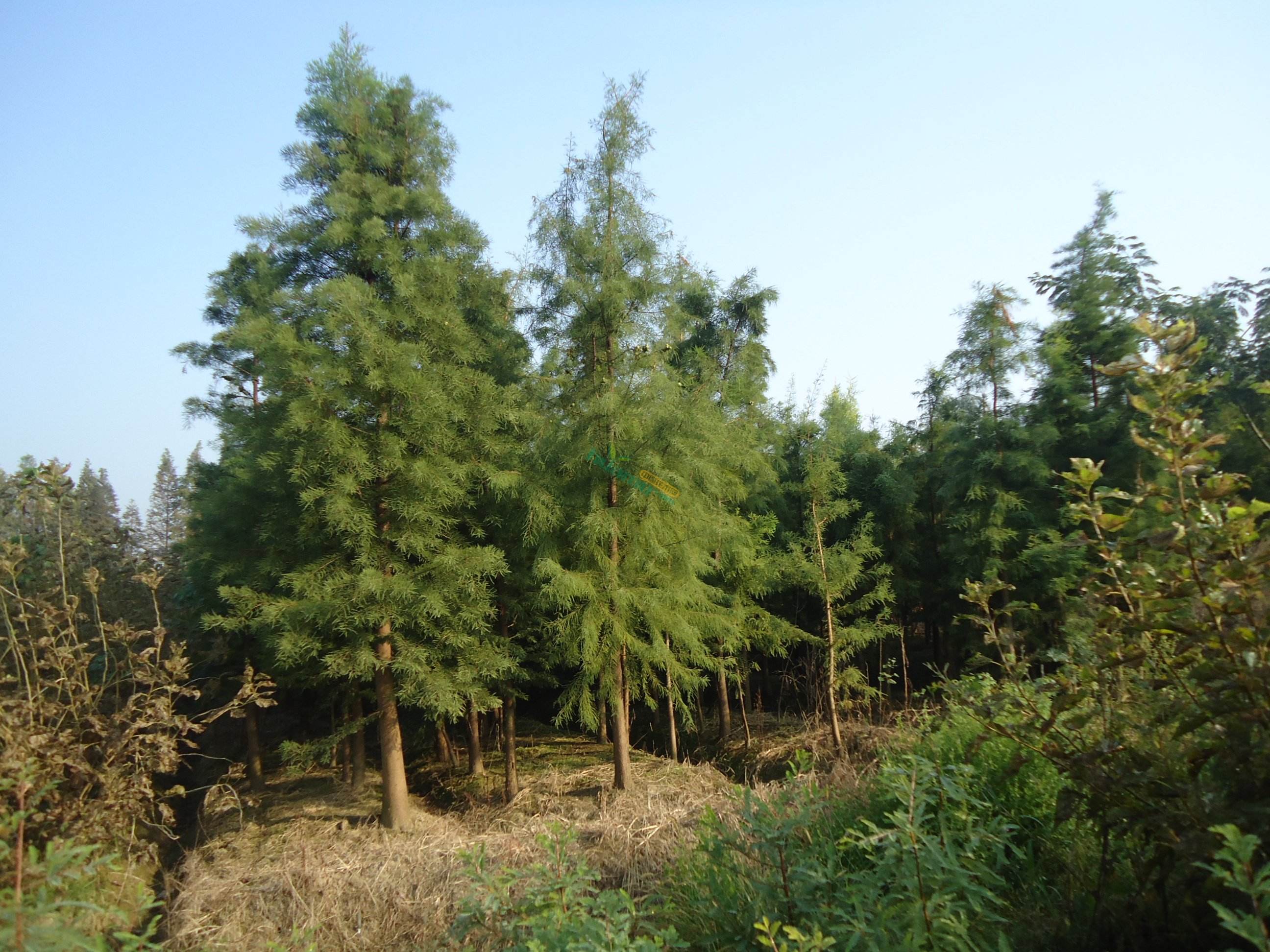 池杉樹苗批發(fā)價格圖片