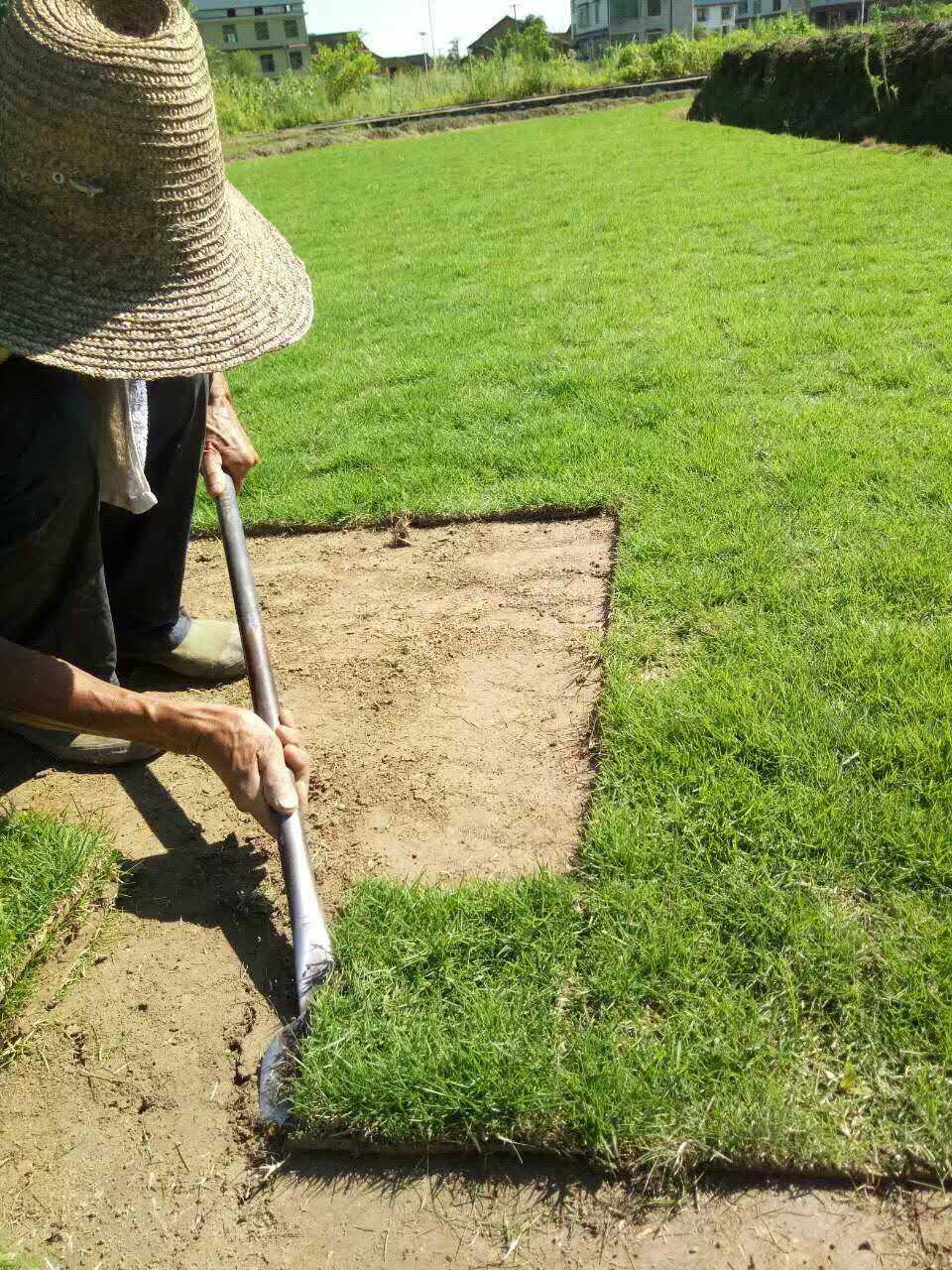 馬尼拉草坪圖片/馬尼拉草坪樣板圖 (4)