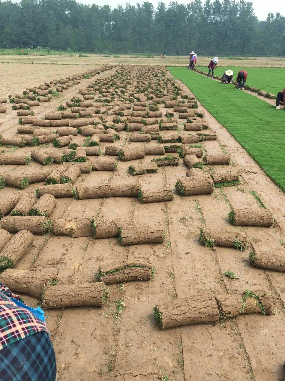 馬尼拉草圖片/馬尼拉草樣板圖 (3)