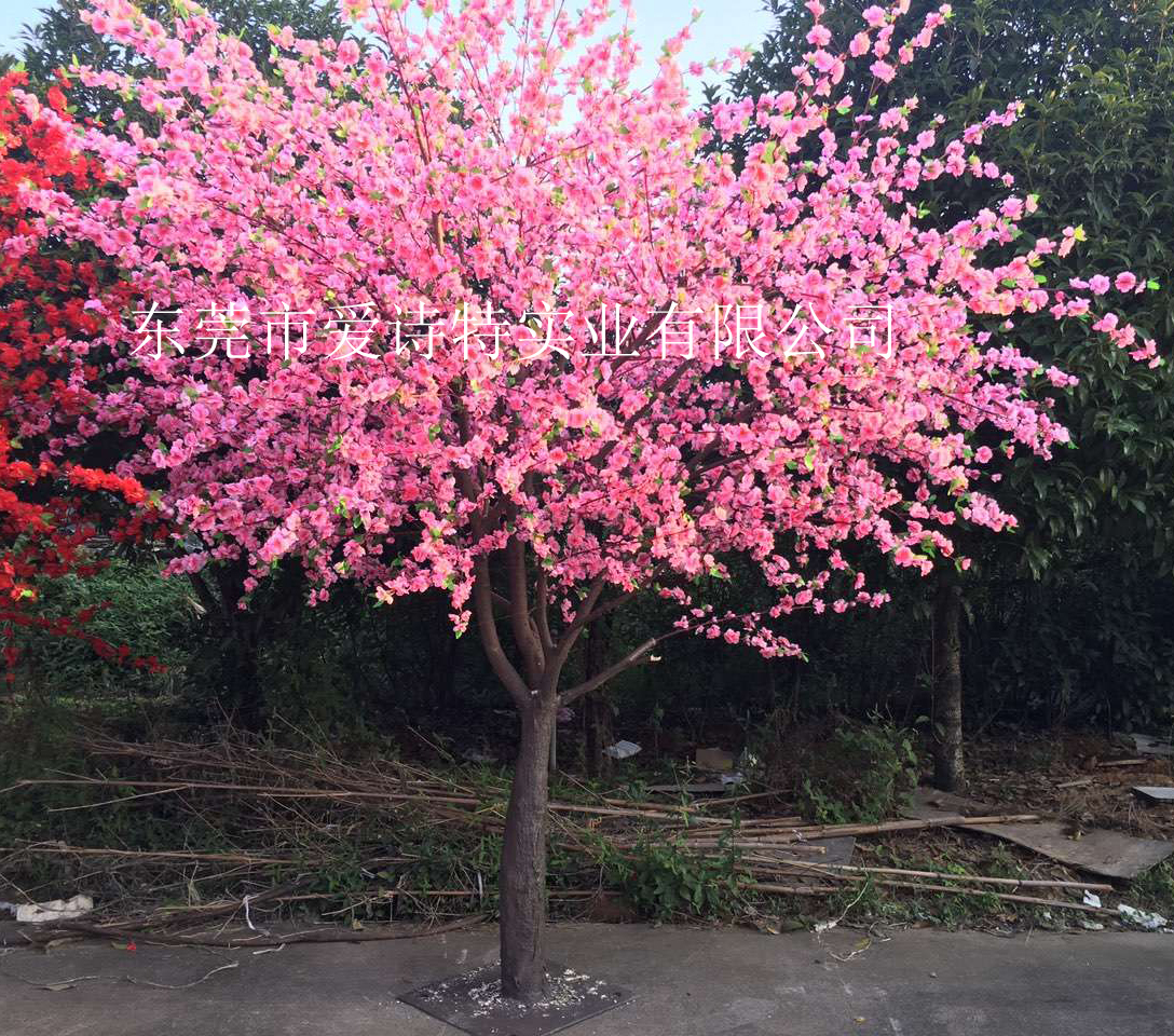 桃花樹(shù)圖片/桃花樹(shù)樣板圖 (2)