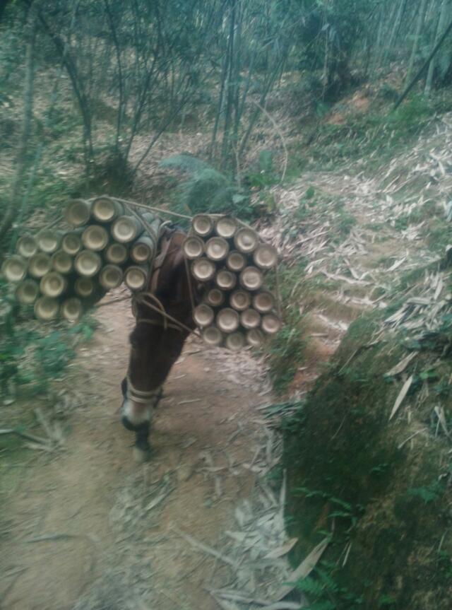 馬騾搬運(yùn)隊(duì) 馬騾搬運(yùn) 國內(nèi)馬騾搬運(yùn) 馬隊(duì)搬運(yùn) 廣西馬隊(duì)運(yùn)輸