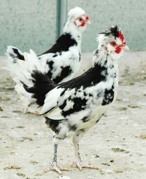 常年供應貴妃雞苗圖片