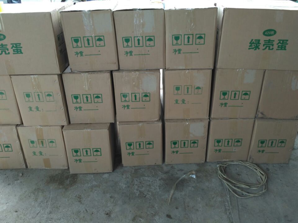綠殼蛋雞種蛋圖片/綠殼蛋雞種蛋樣板圖 (3)