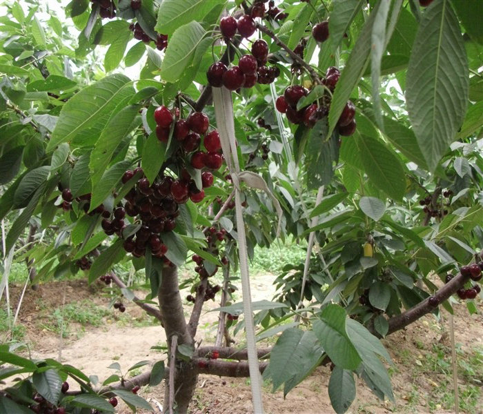 河北樱桃苗基地|河北樱桃苗种植|樱桃苗多少钱一棵