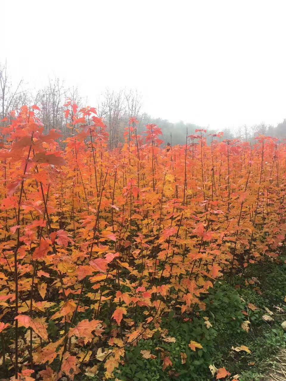 美國(guó)紅楓圖片/美國(guó)紅楓樣板圖 (3)