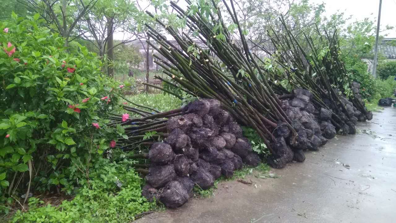 香樟、香樟树