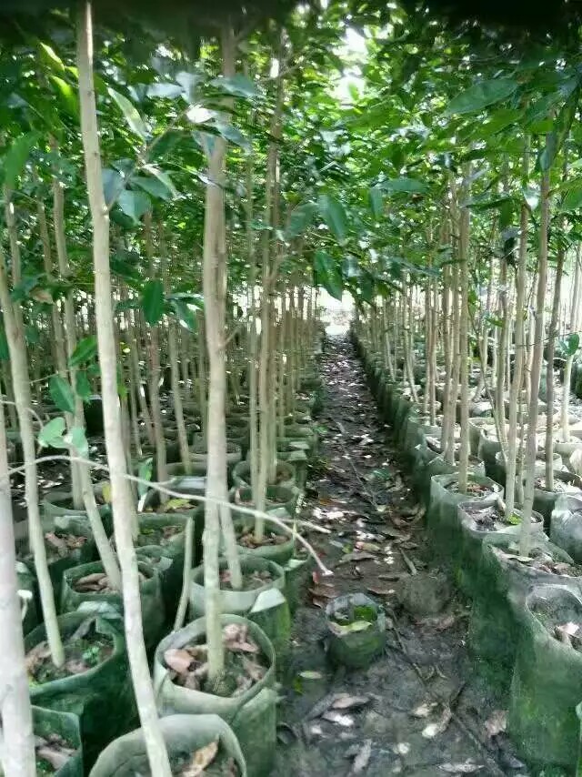 沉香大小袋苗圖片/沉香大小袋苗樣板圖 (1)