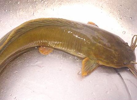 東海魚(yú)圖片/東海魚(yú)樣板圖 (4)