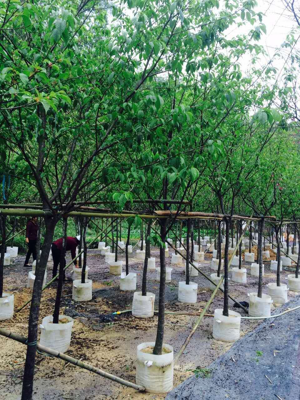 黃花風(fēng)鈴木圖片/黃花風(fēng)鈴木樣板圖 (2)