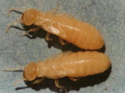 武漢酒店滅鼠圖片