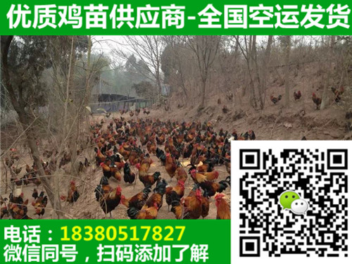 青腳土雞苗圖片/青腳土雞苗樣板圖 (1)