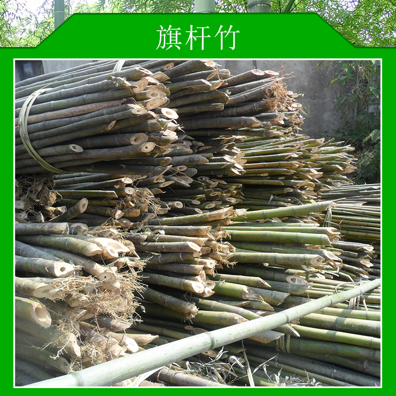 旗桿竹圖片/旗桿竹樣板圖 (2)