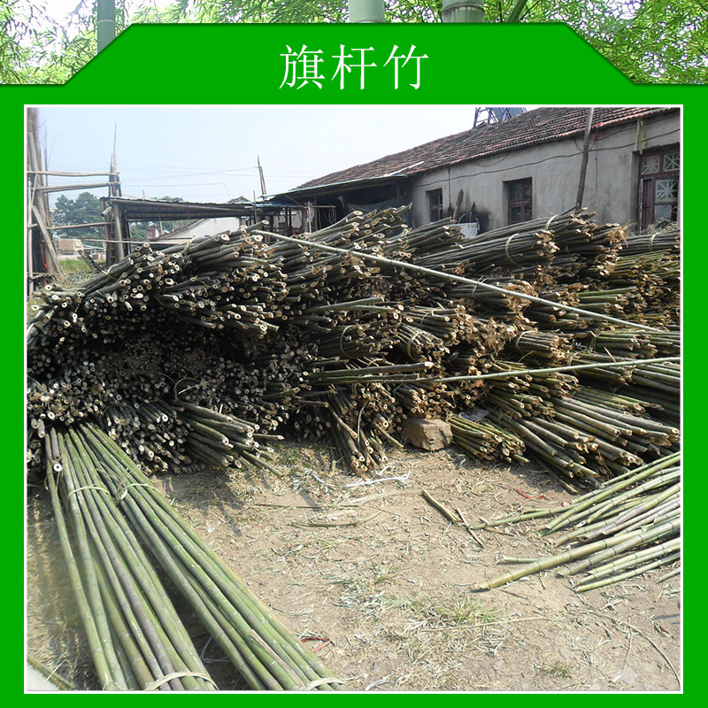 旗桿竹圖片/旗桿竹樣板圖 (3)