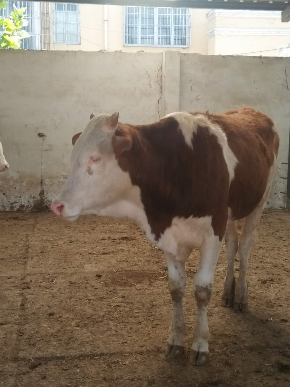 肉牛西門塔爾牛圖片/肉牛西門塔爾牛樣板圖 (4)