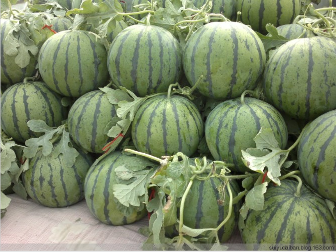 河南西瓜種植基地 河南西瓜代辦圖片